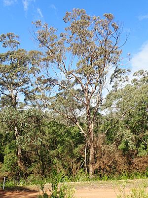 Eucalyptus cornuta habit(2).jpg