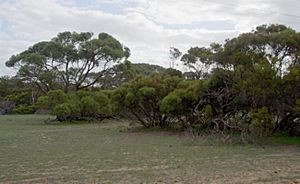 Eucalyptus decipiens habit.jpg