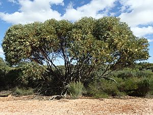 Eucalyptus diminuta habit.jpg