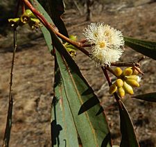Eucalyptus odorata buds