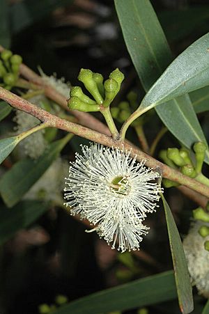 Eucalyptus stricta buds