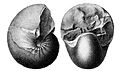 Eutrephoceras dorbignyanum (Forbes in Darwin, 1846) - Santiago specimen