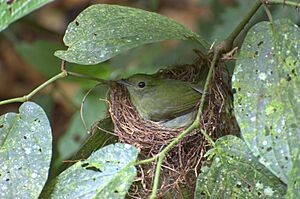 Flickr - Dario Sanches - RENDEIRA (Manacus manacus)