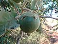 Flickr - João de Deus Medeiros - Solanum lycocarpum (1)