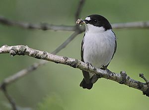 Flickr - Rainbirder - Pied Flycatcher (Ficedula hypoleuca).jpg