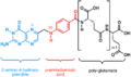 Folate family