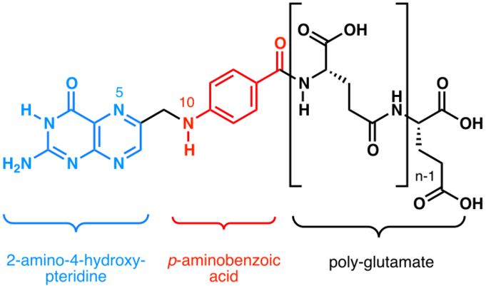 Folate family