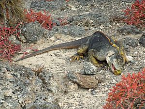 Galapagos land iguana feeding