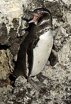 Galapagos penguin (Spheniscus mendiculus) -Isabela2