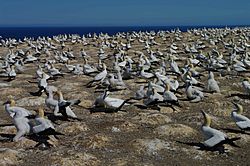 Gannet colony cape kidnappers