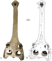 Gavialis bengawanicus skull