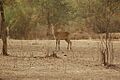 Gazelle clearing park w niger 2006