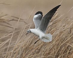 Gray-headed Gull ( Larus cirrocephalus) - Flickr - Lip Kee