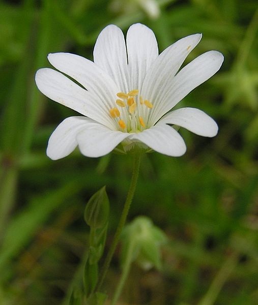 Greater Stitchwort close 800
