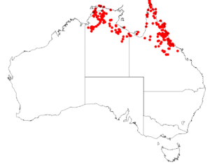 Haemodorum coccineum distribution map.png