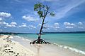 Havelock Island, Ethereal mangrove tree, Andaman Islands