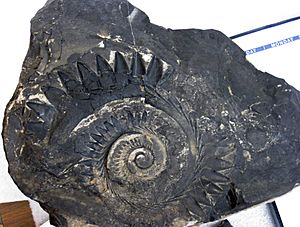 Helicoprion ferrieri (fossil shark tooth whorl) in phosphatic limestone (Phosphoria Formation, mid-Permian; Waterloo Mine, near Montpelier, Idaho, USA) 1 (34367874135)