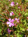Herb-Robert 800