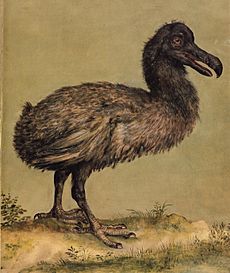 Hoefnagel dodo