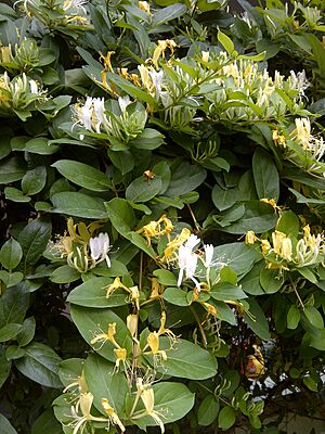 Honeysuckle-2