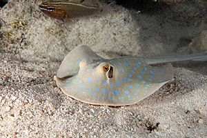 House reef blue spotted ray 1