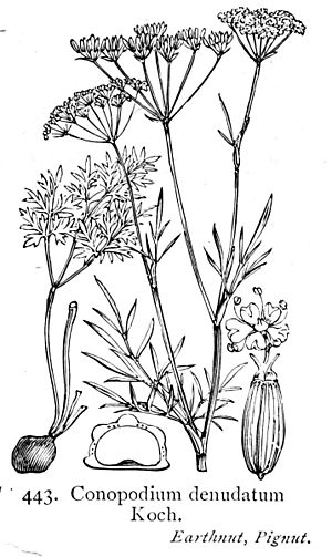 Illustration Conopodium majus British Flora.jpg