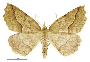 Ischalis variabilis female.jpg