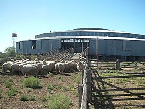 Isis Downs Woolshed Complex.jpg