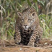 Jaguar (Panthera onca palustris) female Piquiri River 2