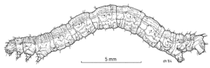 LEPI Geometridae Zanthorhoe semifissata larva