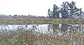 Lagunatulewqpond