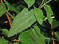 Lamiaceae - Teucrium scorodonia