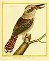 Laughing kookaburra plate 663 Planches enluminées d'histoire naturelle