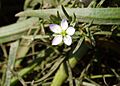Lesser Sea Spurrey (Spergularia Marina) - geograph.org.uk - 203915