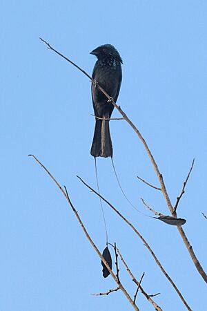 Lesser racket-tailed drongo (Dicrurus remifer tectirostris).jpg
