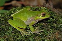 Litoria pearsoniana 2