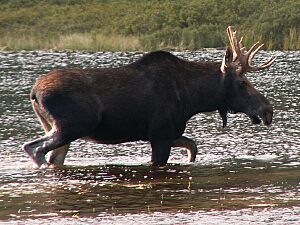 Lonesome-Lake-Moose