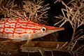 Long nosed hawk fish 1, bunaken timur 1, siladen, indonesia, 2017 (34983742826)