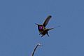 Lucifer Hummingbird (male) Kartchner Caverns Sierra Vista AZ 2018-05-29 09-18-39 (32914785057)
