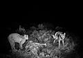 Lynx rufus vs. Canis latrans