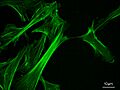 MEF microfilaments