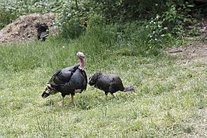 Male and female turkeys at the Claude Moore Colonial Farm, Langley, Virginia