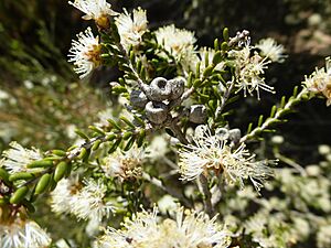 Melaleuca halmaturorum (leaves, flowers, fruits)