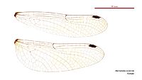 Micromidia rodericki female wings (35060034075)