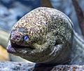 Moray Eel at the Audubon Aquarium of the Americas