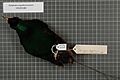 Naturalis Biodiversity Center - RMNH.AVES.141008 2 - Diphyllodes magnificus hunsteini A.B. Meyer, 1885 - Paradisaeidae - bird skin specimen