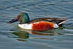 Northern Shoveler Anas clypeata.jpg