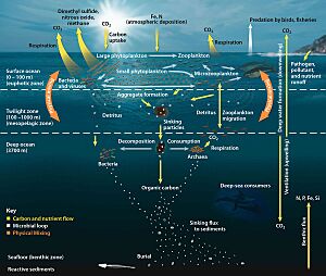 Oceanic Food Web