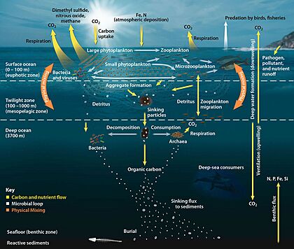 Oceanic Food Web