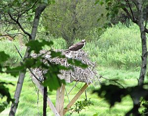 Osprey in Nest from Beal's Cove in Bare Cove Park Weymouth Back River 2012